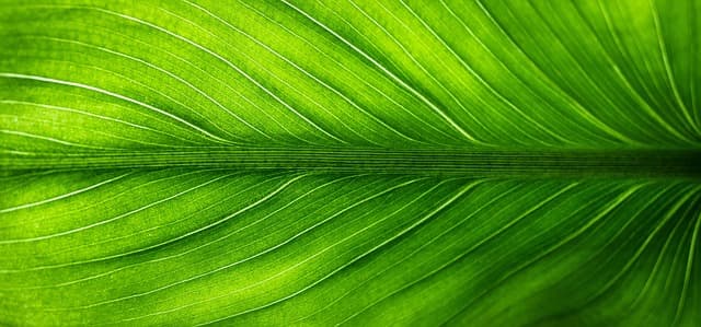 The Rising Popularity of Eco-Friendly Travel Destinations